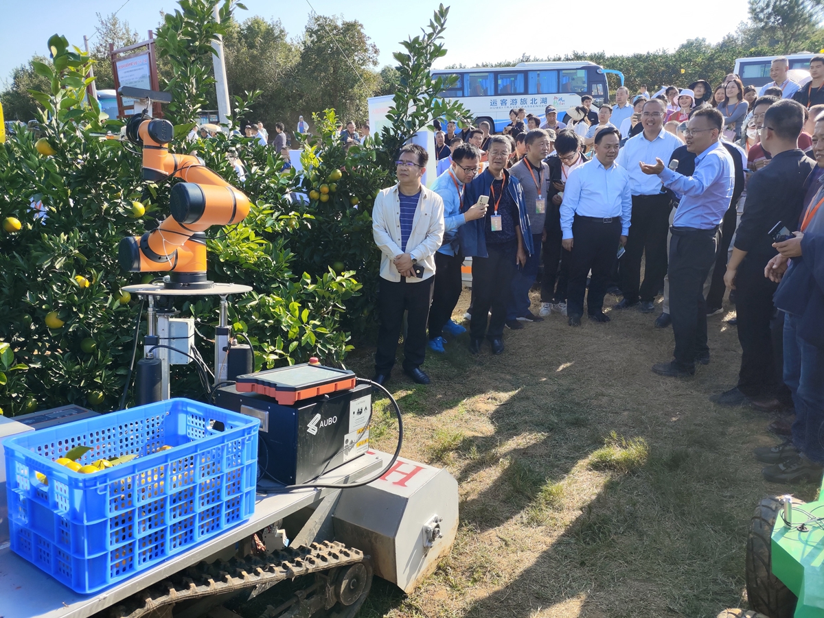 国家柑橘产业技术体系、我校半岛网页版,半岛（中国）官方教授李善军现场讲解展示柑橘采摘机器人（供图人 通讯员 鲍秀兰）